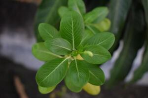 a close up of a leaf with a few leaves photo