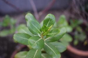 Madagascar periwinkle-Rosy Periwinkle-Catharanthus roseus photo