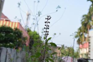 a plant with flowers that say dandelion on it photo