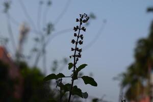 a plant with flowers that say dandelion on it photo