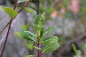 a close up of a leaf with a few leaves photo