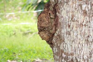 Tree trunk with textured bark and natural growth in green background photo