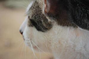 Side profile of a black and white cat, with focused and serene expression photo
