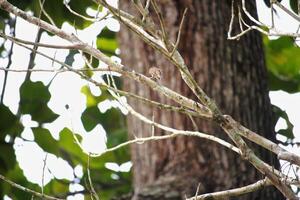 Small Bird Perched on Branch with Large Tree and Green Leaves Background photo