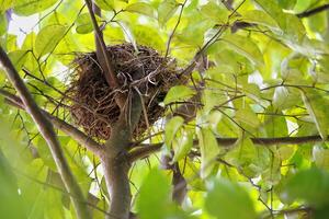 Bird's Nest Resting Securely Among Green Leaves in a Tropical Tree photo