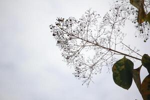 Teak tree flowers on the tips of young branches, white sky background photo