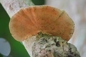 Close-up of Orange Fungus Growing on Tree Trunk in Natural Outdoor Setting photo