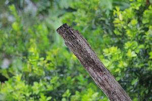 A weathered wooden log extending over a blurred green background, showcasing the contrast between nature and organic textures photo