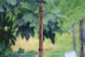 A vertical bamboo stalk set against a blurred green background, showcasing the beauty of natural materials and organic textures photo