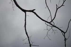 A stark image of bare tree branches set against a moody, overcast sky, evoking feelings of simplicity, solitude, and calm photo