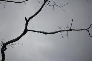 Bare Branches Silhouetted Against Gray Sky, Capturing Nature's Simplicity and Calm photo