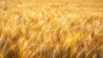 Golden wheat field swaying in the wind with a soft focus background. photo