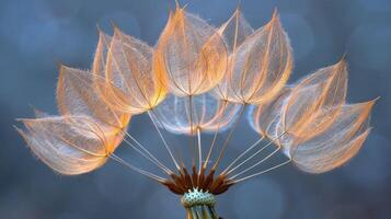 Close-up of a dandelion seed head with delicate, translucent seeds ready to be dispersed by the wind. photo