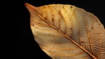 Close-up of a dried, golden leaf with visible veins against a black background. photo