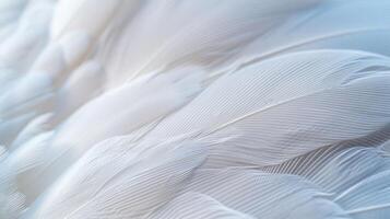 Soft white feathers with a delicate texture and subtle light. photo