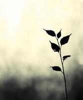 Ethereal Silhouette Flavored Leaf Against Soft Highlighted Background photo