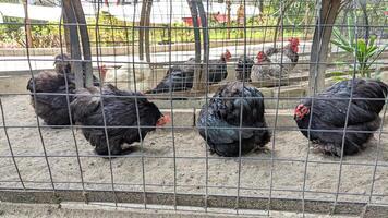A majestic black rooster with a vibrant red comb is overseeing a group of hens huddled together in a corner of the coop photo