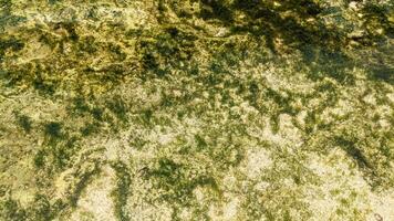 Abstract green pattern of algae on a rock photo