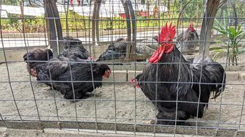A majestic black rooster with a vibrant red comb is overseeing a group of hens huddled together in a corner of the coop photo