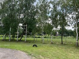 Birch trees in the wood photo