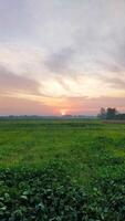 Sunset over a field of green plants photo