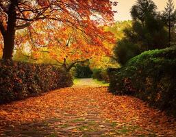 Autumn path in the park with autumn leaves photo