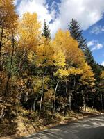 Golden Aspen Trees on Guanella Pass Colorado in the Fall photo
