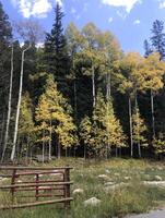 Scenic View of Aspen Trees on Guanella Pass in Colorado photo