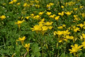 Photo of small yellow flowers.