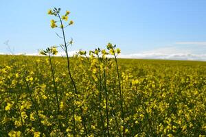 Field of yellow flowers. photo