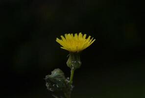 Photo of a dandelion flower.