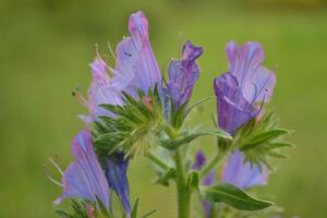 Photo of a purple flower.