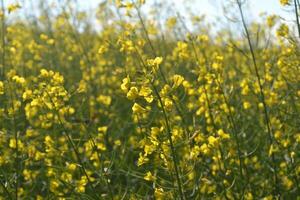 Field of yellow flowers. photo