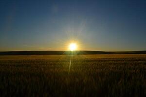 Sunset in a wheat field. photo