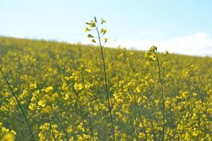 Field of yellow flowers. photo