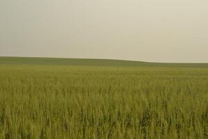 Photo of a wheat field.