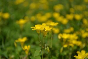 Photo of small yellow flowers.