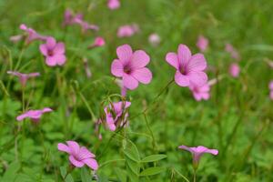 Photo of small wildflowers.