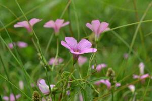 Photo of small wildflowers.