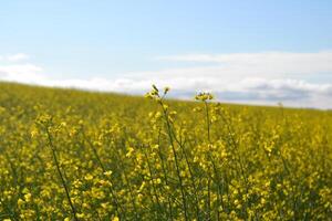 Field of yellow flowers. photo