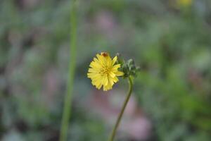 Small yellow flower. photo