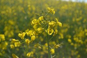 Field of yellow flowers. photo
