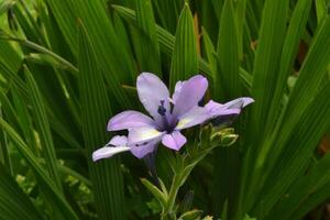 Photo of a purple babiana.