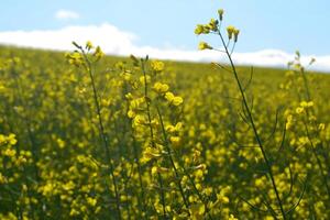 Field of yellow flowers. photo