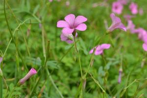 Photo of small wildflowers.