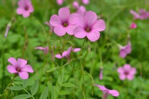 Photo of small wildflowers.