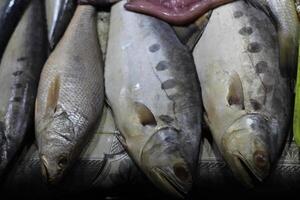 Seafood on ice at the fish market. Frozen fish and seafood on ice photo