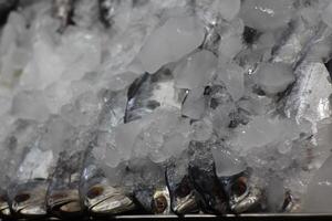 Seafood on ice at the fish market. Frozen fish and seafood on ice photo