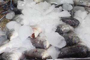 Seafood on ice at the fish market. Frozen fish and seafood on ice photo