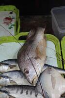 Fresh chilled trout fish and trout fillet at seafood supermarket stall. Seafood on ice. Assortment of fresh fish on ice close-up, open showcases of seafood market. Fish store, seafood market photo